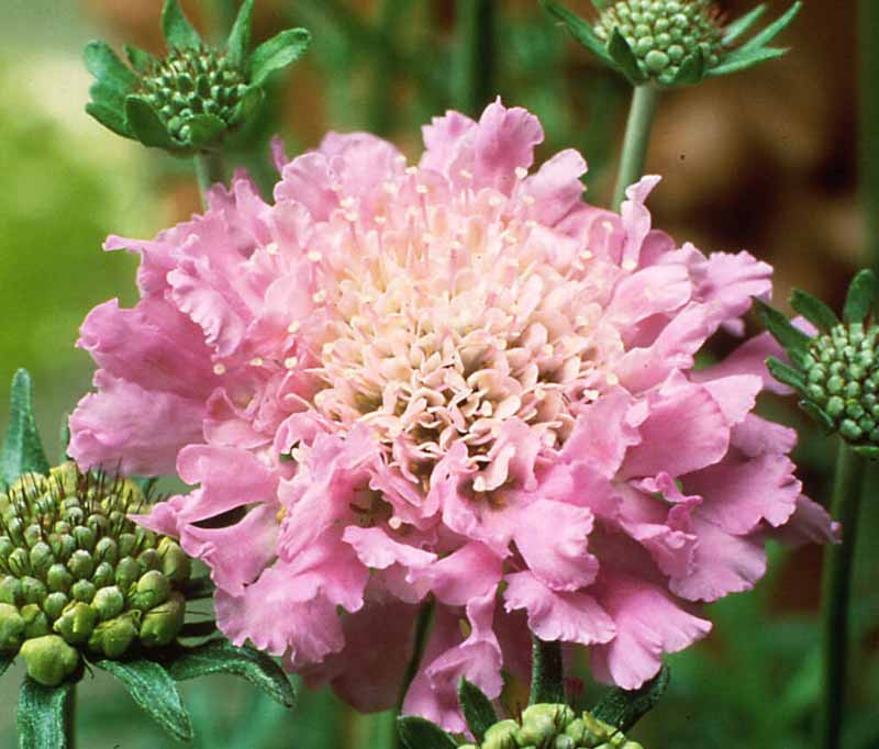 Scabiosa 'Pink Mist' (Pincushion Flower)
